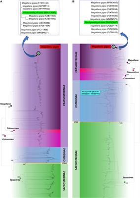 Yet Another Mitochondrial Genome of the Pacific Cupped Oyster: The Published Mitogenome of Alectryonella plicatula (Ostreinae) Is Based on a Misidentified Magallana gigas (Crassostreinae)